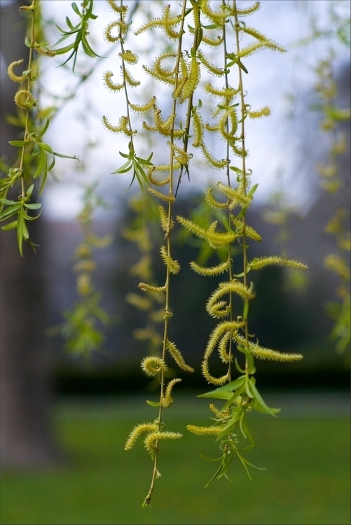 Weeping willow Weeping willow